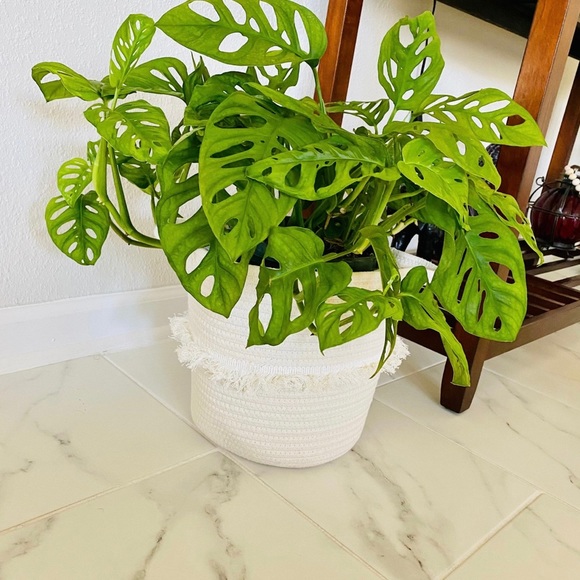 Woven Petit White & Cream Rope Baskets - Picture 2 of 4